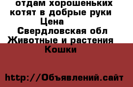 отдам хорошеньких котят в добрые руки › Цена ­ 10 - Свердловская обл. Животные и растения » Кошки   